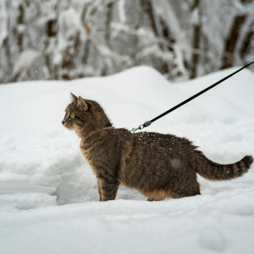 Collars, Leashes, and Harnesses